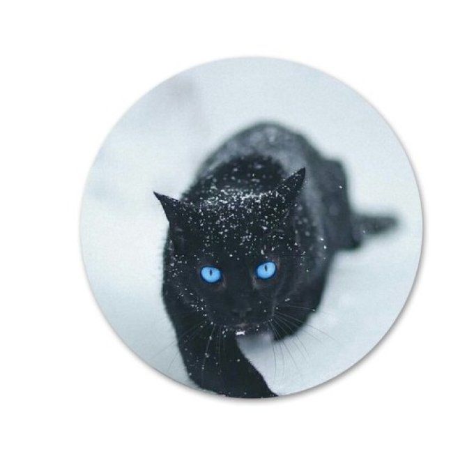 Décapsuleur magnet rond photo de chat 