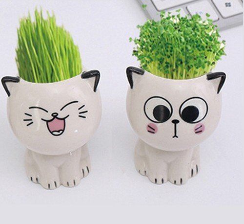 Petit pot à plante drôle de chat deux modèles au choix.