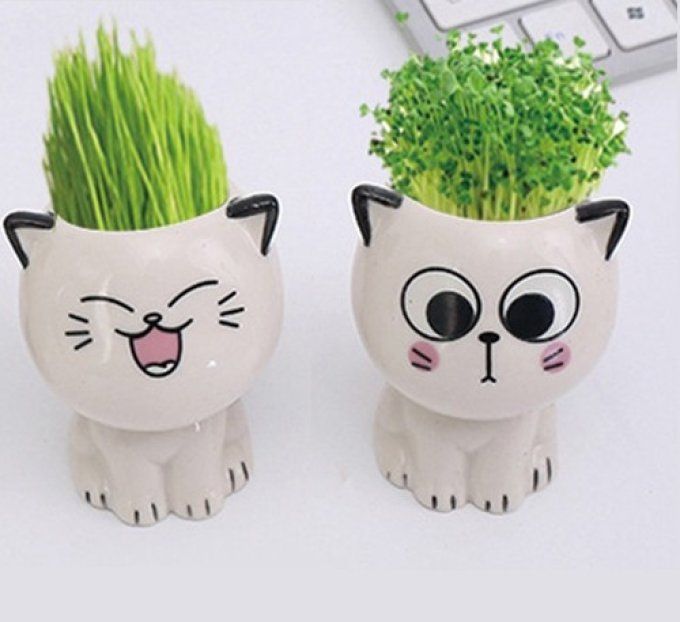 Petit pot à plante drôle de chat deux modèles au choix.