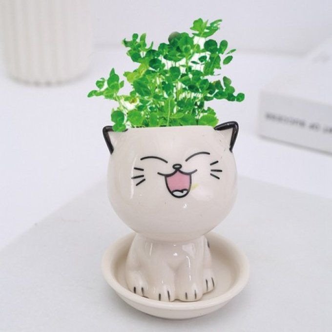 Petit pot à plante drôle de chat deux modèles au choix.