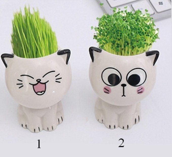 Petit pot à plante drôle de chat deux modèles au choix.