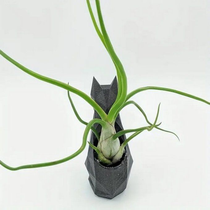 Pot à plantes chat noir assis 